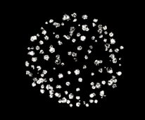 CHRYSANTHEMUM WITH CRACKLE firework effect preview